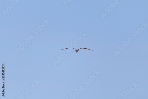 birds in flight