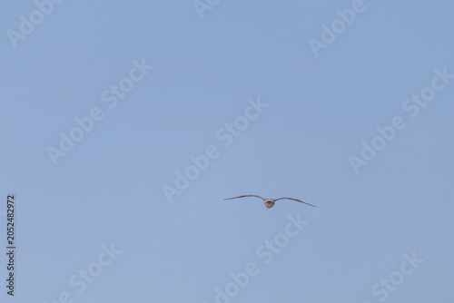seagull in flight