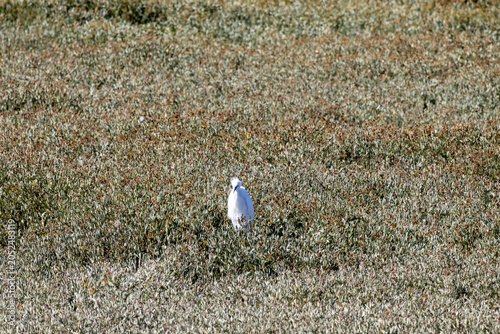 bird in the grass