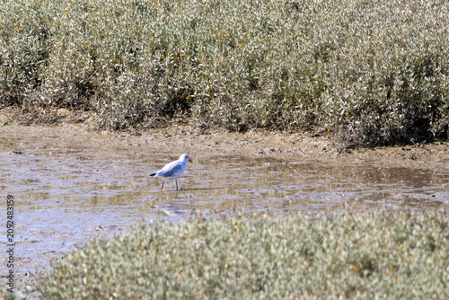 heron in flight