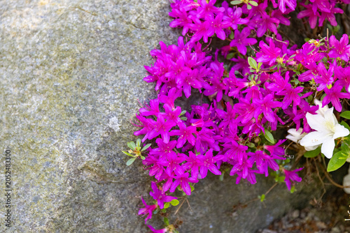 Bild auf Leinwand Bright pink azalea flowers blooming near grey stone