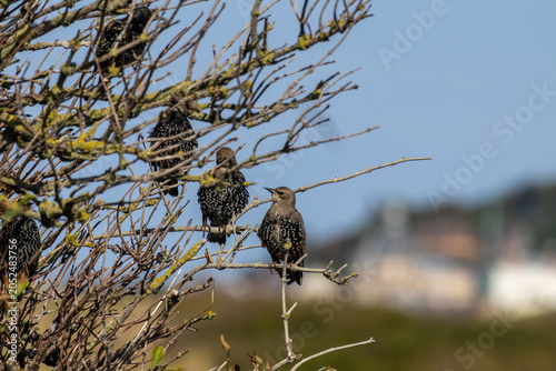 bird on a branch