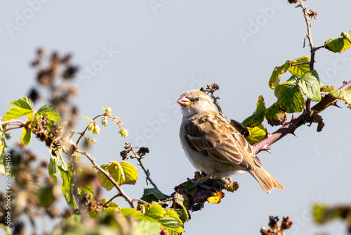 sparrow on branch