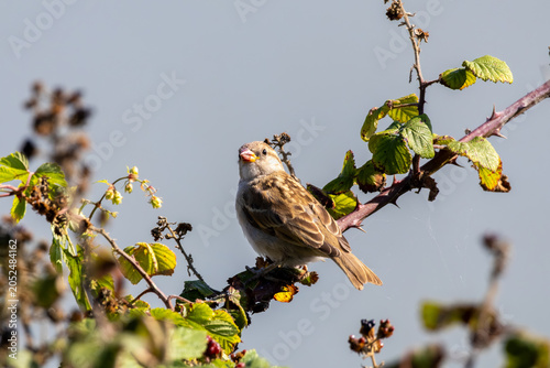 sparrow on a branch