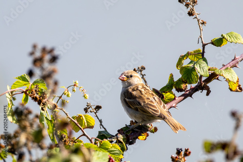 sparrow on branch