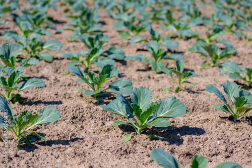 Foto Selective focus of young cabbage plant in field, Cabbage comprising several cultivars of Brassica oleracea is a leafy green biennial plant grown as an annual vegetable crop for its dense-leaved heads