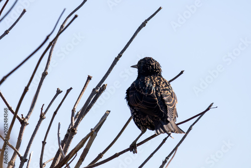 red tailed hawk