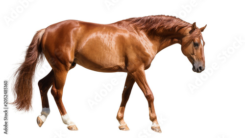 Foto Chestnut horse with white socks walking gracefully