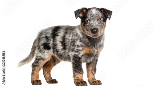 Bilde på lerret Australian Cattle Dog puppy with blue eyes and speckled coat