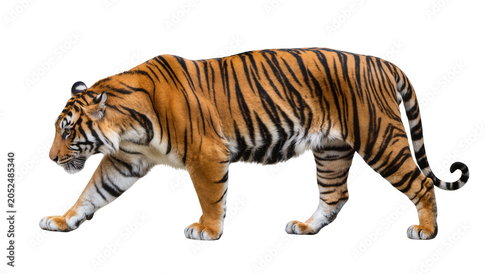 Obraz premium Bengal tiger walking profile view orange black stripes