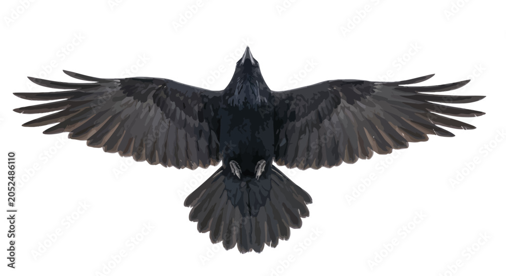 Fototapeta premium Common raven in flight detailed feather texture on a white background