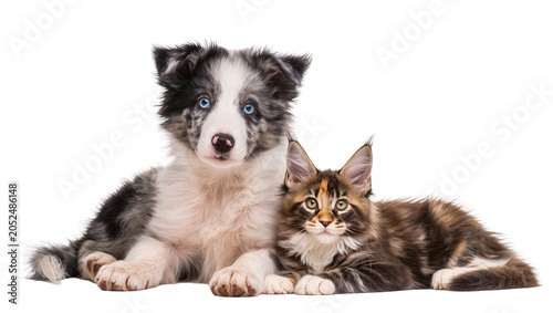 Quadro su tela Blue-eyed Border Collie puppy and tabby Maine Coon kitten lying together