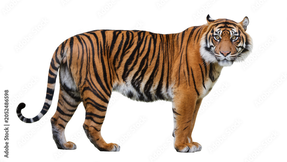 Fototapeta premium Bengal tiger standing profile view