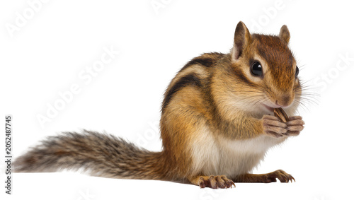 Εκτύπωση καμβά Chipmunk eating a seed with striped fur and bushy tail