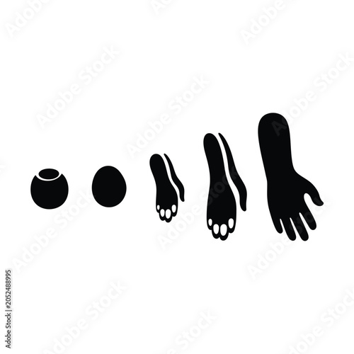 Photos Evolution of Human Foot Hand.