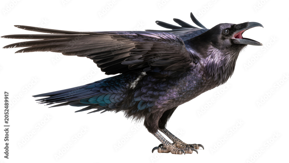 Obraz premium Black raven bird with open beak and spread wings