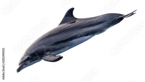 Fotografija Dark gray dolphin with sleek body and dorsal fin
