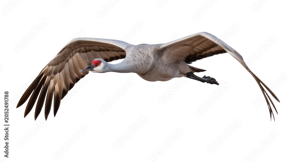 Fototapeta premium Sandhill Crane bird flying with wings spread wide