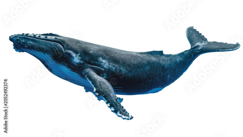 Foto Humpback whale swimming with pectoral fins extended