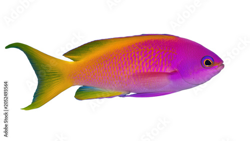 Fotografija Vibrant purple and orange fish with yellow tail