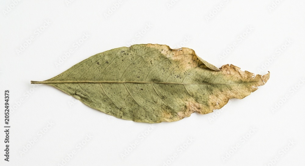 Fototapeta premium Dried night-blooming jasmine leaves pressed on a white background