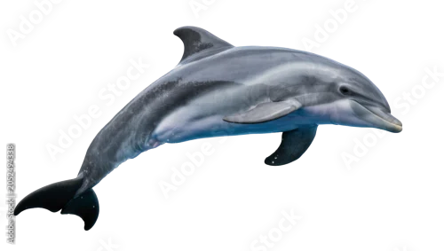 Fototapeta na wymiar Gray dolphin swimming with blue water splash