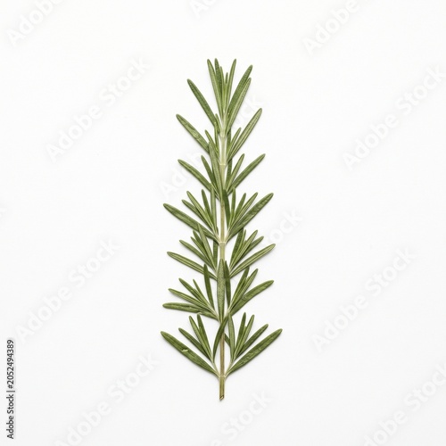 Pressed rosemary branch on white background