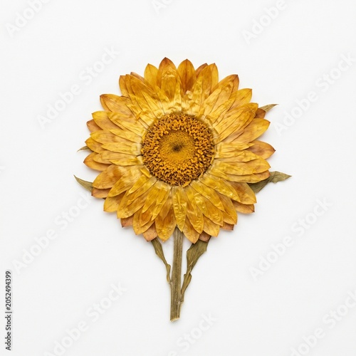 everlasting flower on a white background