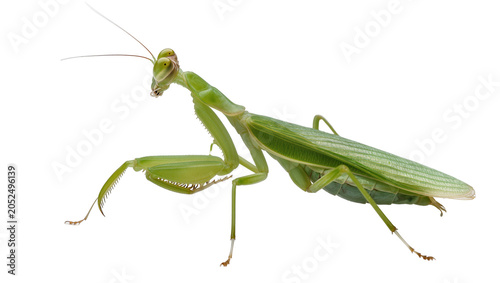 Foto Green praying mantis insect with folded forelegs
