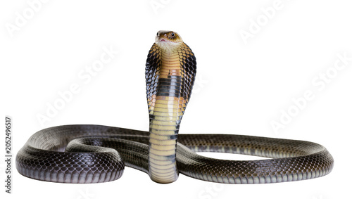 Canvastavla Cobra snake with hood flared coiled body, white