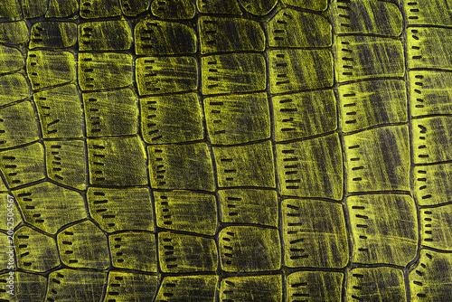 Foto Macro shot of textured reptile skin surface
