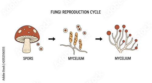 Tableau sur toile Fungi Reproduction Cycle: Spores to Mycelium Growth Diagram