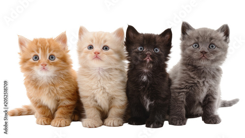 Foto Four fluffy kittens of different colors sitting together