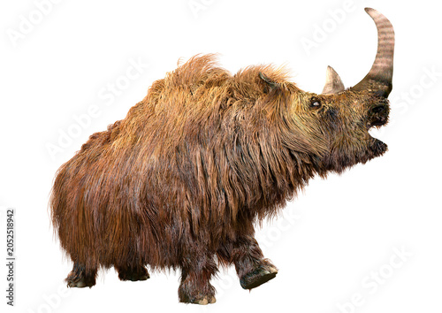 Obraz na płótnie 3D Rendering Wolly Rhino on White