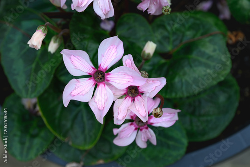 Pink Cyclamen Flowers and Buds with Heart Shaped Leaves