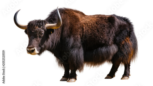 Принти на полотні Large shaggy yak with curved horns and dark brown fur