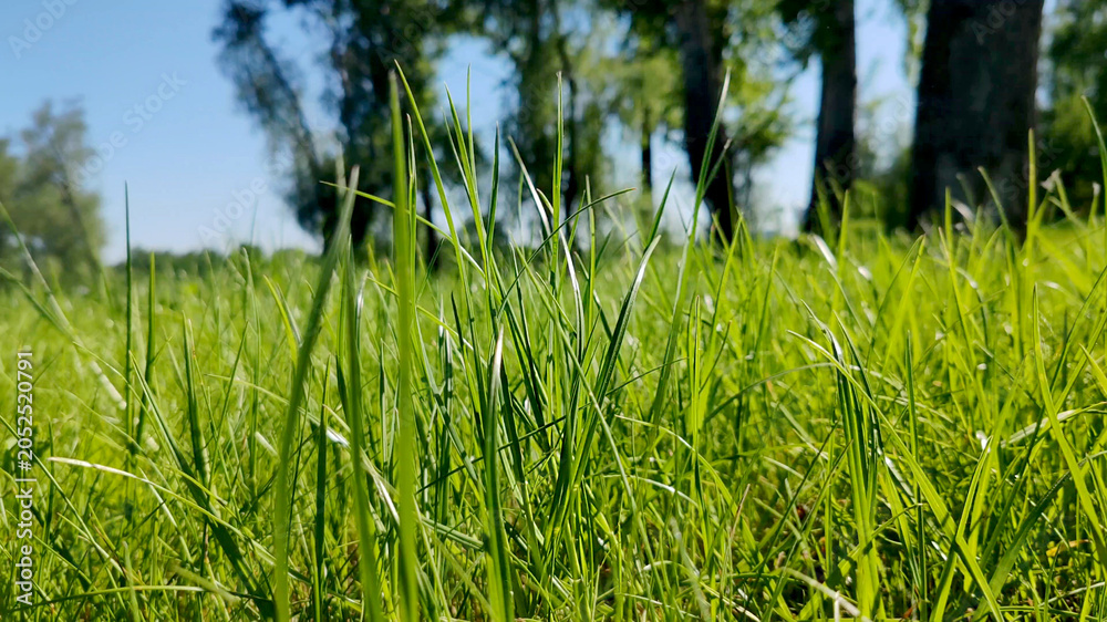 Fototapeta premium Close-up view of vibrant green grass blades swaying gently in the breeze, with blurred forest trees and blue sky in background, peaceful spring or summer nature scene outdoors.