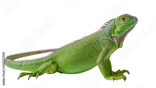 Photos Green iguana reptile with spiny crest and long tail