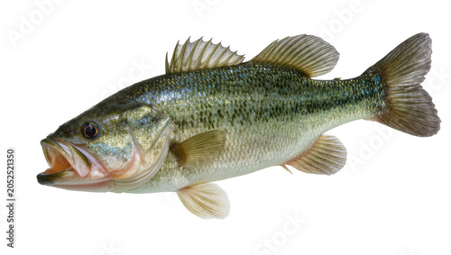 Bilde på lerret Largemouth bass fish with open mouth showing teeth