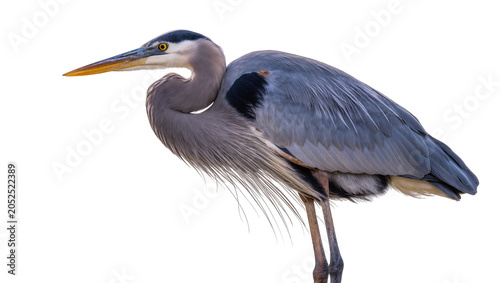 Konstfotografi Great Blue Heron bird with long beak and grey feathers