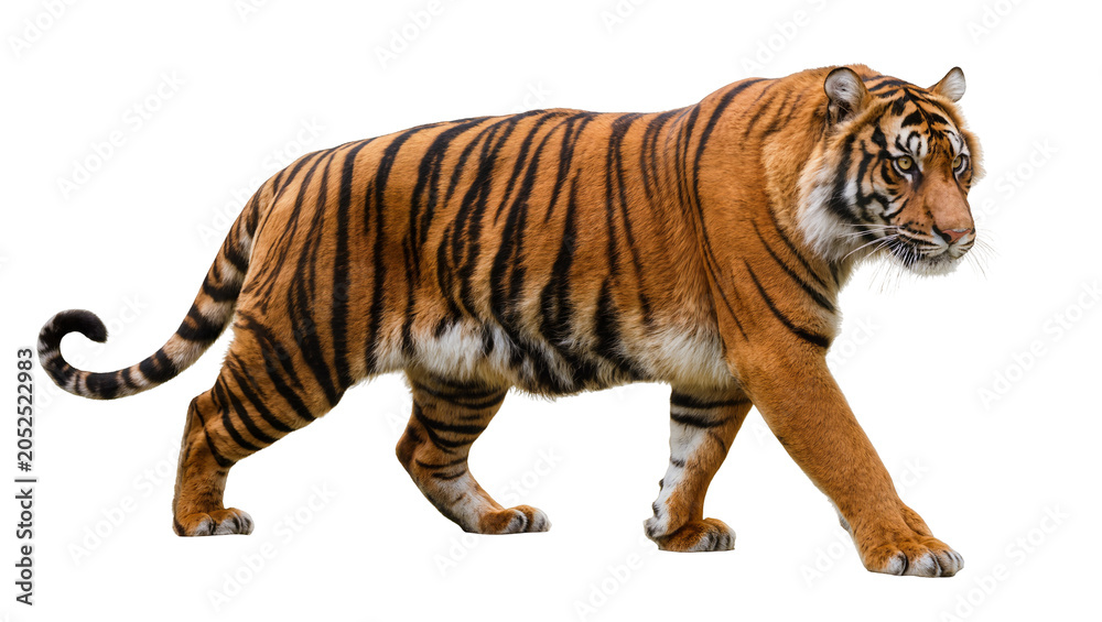 Obraz premium Tiger walking with orange fur and black stripes