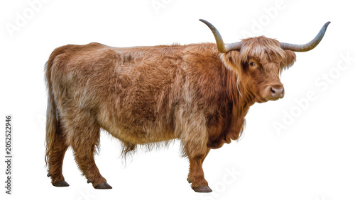 Photos Highland cow with long shaggy brown fur and large horns