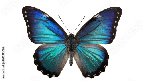 Foto Blue and green morpho butterfly with iridescent wings