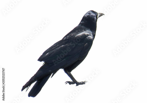 Crow isolated on white background