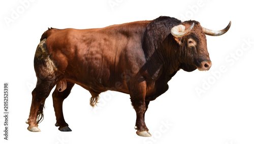 Canvastavla Brown bull with large horns standing