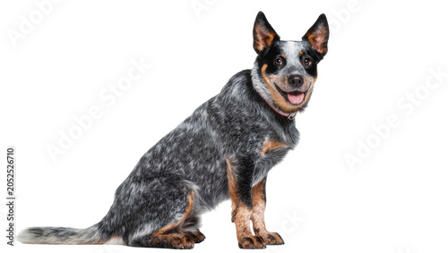 Fotografie Australian Cattle Dog sitting with happy expression