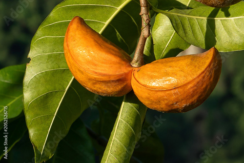 Colombia, fruit of the Milky Way Tree (Tabernaemontana litoralis a.k.a. Stemmadenia litoralis)