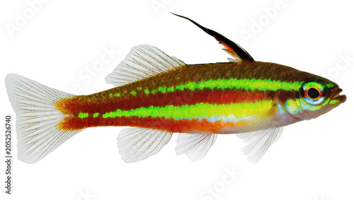 Fotografi Rummy Nose Tetra Fish with Red and Green Stripes