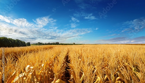Yellow Corn Field And Blue Sky At Late Summer
