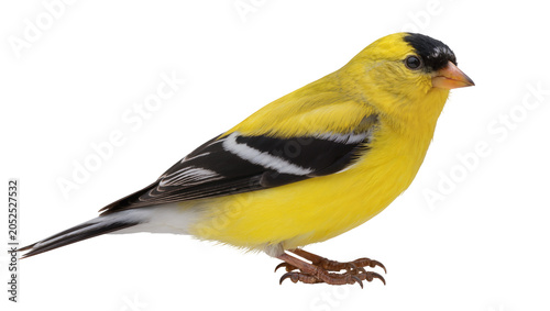 Foto American Goldfinch bird with black cap and wings